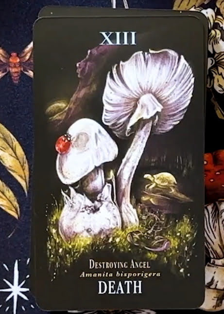 Midnight Magic: A Tarot Deck of Mushrooms